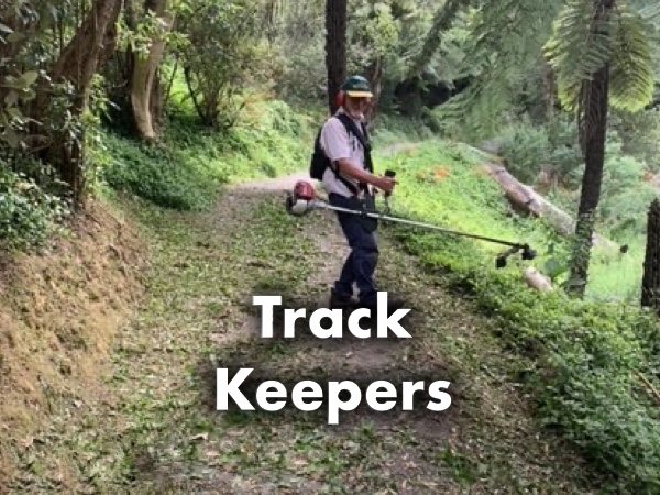 Another tree falls foul of the October&nbsp;winds
