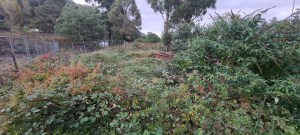 La La Turntable before weed removal by WAL August 2023