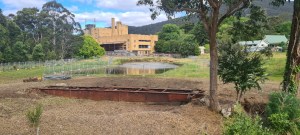 La La Turntable after 1/2 of the weeds removed by WAL November 2023